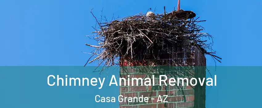 Chimney Animal Removal Casa Grande - AZ
