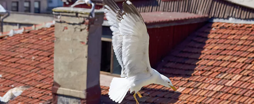 Residential Chimney Animal Removal Solution in Casa Grande, AZ