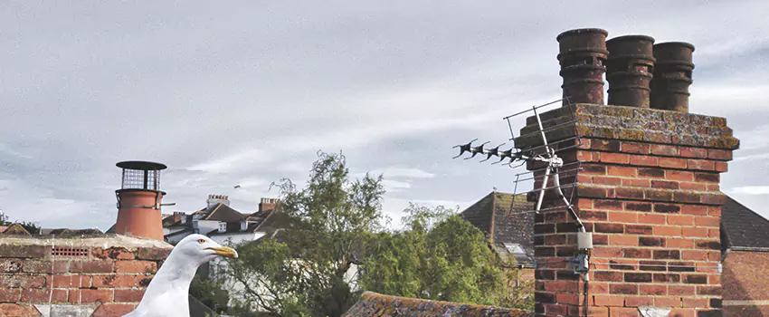 Chimney Cleaning And Restoration in Casa Grande, Arizona